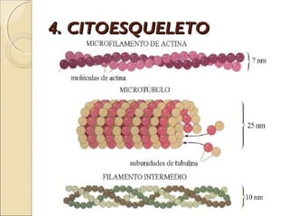 4. CITOESQUELETO
 