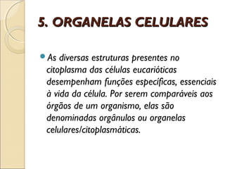 5. ORGANELAS CELULARES

As  diversas estruturas presentes no
 citoplasma das células eucarióticas
 desempenham funções específicas, essenciais
 à vida da célula. Por serem comparáveis aos
 órgãos de um organismo, elas são
 denominadas orgânulos ou organelas
 celulares/citoplasmáticas.
 