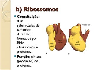 b) Ribossomos
Constituição:
 duas
 subunidades de
 tamanhos
 diferentes,
 formados por
 RNA
 ribossômico e
 proteínas.
Função: síntese
 (produção) de
 proteínas.
 