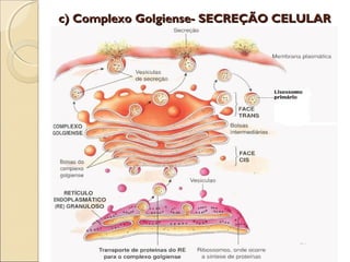 c) Complexo Golgiense- SECREÇÃO CELULAR
 