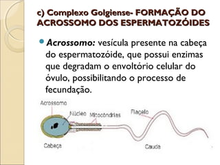 c) Complexo Golgiense- FORMAÇÃO DO
ACROSSOMO DOS ESPERMATOZÓIDES

Acrossomo:   vesícula presente na cabeça
 do espermatozóide, que possui enzimas
 que degradam o envoltório celular do
 óvulo, possibilitando o processo de
 fecundação.
 