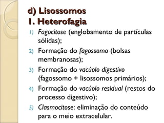 d) Lisossomos
1. Heterofagia
1)   Fagocitose (englobamento de partículas
     sólidas);
2)   Formação do fagossomo (bolsas
     membranosas);
3)   Formação do vacúolo digestivo
     (fagossomo + lisossomos primários);
4)   Formação do vacúolo residual (restos do
     processo digestivo);
5)   Clasmocitose: eliminação do conteúdo
     para o meio extracelular.
 