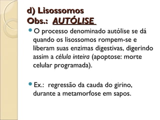 d) Lisossomos
Obs.: AUTÓLISE
O   processo denominado autólise se dá
 quando os lisossomos rompem-se e
 liberam suas enzimas digestivas, digerindo
 assim a célula inteira (apoptose: morte
 celular programada).

Ex.: regressão da cauda do girino,
 durante a metamorfose em sapos.
 