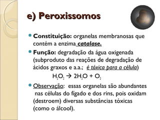 e) Peroxissomos
Constituição:   organelas membranosas que
 contém a enzima catalase.
Função: degradação da água oxigenada
 (subproduto das reações de degradação de
 ácidos graxos e a.a.; é tóxica para a célula)
         H2O2  2H2O + O2
Observação:    essas organelas são abundantes
  nas células do fígado e dos rins, pois oxidam
 (destroem) diversas substâncias tóxicas
 (como o álcool).
 