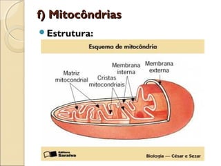 f) Mitocôndrias
Estrutura:
 