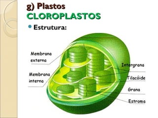 g) Plastos
CLOROPLASTOS
Estrutura:
 