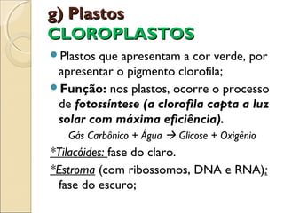 g) Plastos
CLOROPLASTOS
Plastos que apresentam a cor verde, por
 apresentar o pigmento clorofila;
Função: nos plastos, ocorre o processo
 de fotossíntese (a clorofila capta a luz
 solar com máxima eficiência).
   Gás Carbônico + Água  Glicose + Oxigênio
*Tilacóides: fase do claro.
*Estroma (com ribossomos, DNA e RNA):
 fase do escuro;
 