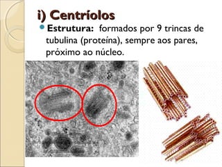 i) Centríolos
Estrutura:   formados por 9 trincas de
 tubulina (proteína), sempre aos pares,
 próximo ao núcleo.
 