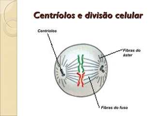Centríolos e divisão celular
 Centríolos




                            Fibras do
                            áster




                 Fibras do fuso
 