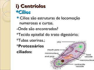 i) Centríolos
*Cílios
Cílios são estruturas de locomoção
  numerosas e curtas.
-Onde são encontrados?
*Tecido epitelial do trato digestório;
*Tubas uterinas.;
*Protozoários
ciliados:
 