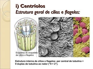 i) Centríolos
Estrutura geral de cílios e flagelos:




Estrutura interna de cílios e flagelos: par central de tubulina +
9 duplas de tubulina ao redor (“9 + 2”).
 