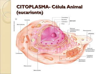 CITOPLASMA- Célula Animal
(eucarionte)
 