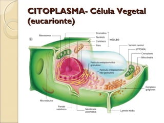 CITOPLASMA- Célula Vegetal
(eucarionte)
 