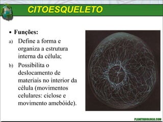 CITOESQUELETO
 Funções:
a) Define a forma e
organiza a estrutura
interna da célula;
b) Possibilita o
deslocamento de
materiais no interior da
célula (movimentos
celulares: ciclose e
movimento amebóide).
 