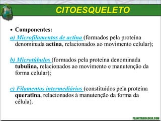 CITOESQUELETO
 Componentes:
a) Microfilamentos de actina (formados pela proteína
denominada actina, relacionados ao movimento celular);
b) Microtúbulos (formados pela proteína denominada
tubulina, relacionados ao movimento e manutenção da
forma celular);
c) Filamentos intermediários (constituídos pela proteína
queratina, relacionados à manutenção da forma da
célula).
 