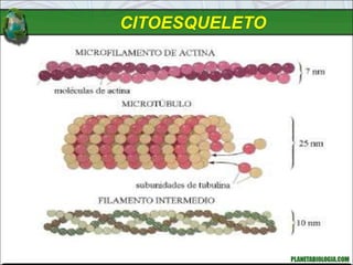 CITOESQUELETO
 