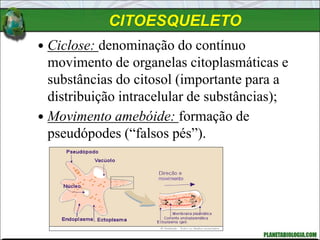  Ciclose: denominação do contínuo
movimento de organelas citoplasmáticas e
substâncias do citosol (importante para a
distribuição intracelular de substâncias);
 Movimento amebóide: formação de
pseudópodes (“falsos pés”).
CITOESQUELETO
 