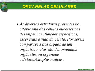 ORGANELAS CELULARES
 As diversas estruturas presentes no
citoplasma das células eucarióticas
desempenham funções específicas,
essenciais à vida da célula. Por serem
comparáveis aos órgãos de um
organismo, elas são denominadas
orgânulos ou organelas
celulares/citoplasmáticas.
 