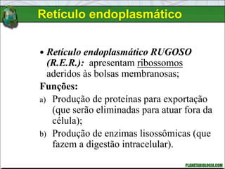 Retículo endoplasmático
 Retículo endoplasmático RUGOSO
(R.E.R.): apresentam ribossomos
aderidos às bolsas membranosas;
Funções:
a) Produção de proteínas para exportação
(que serão eliminadas para atuar fora da
célula);
b) Produção de enzimas lisossômicas (que
fazem a digestão intracelular).
 