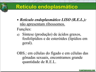 Retículo endoplasmático
 Retículo endoplasmático LISO (R.E.L.):
não apresentam ribossomos.
Funções:
a) Síntese (produção) de ácidos graxos,
fosfolipídios e de esteróides (lipídios em
geral).
OBS.: em células do fígado e em células das
gônadas sexuais, encontramos grande
quantidade de R.E.L.
 