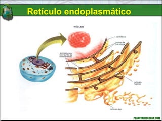 Retículo endoplasmático
 