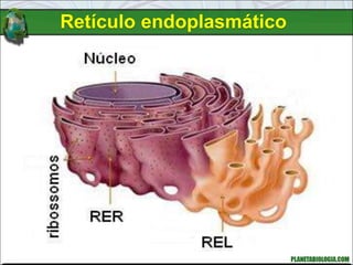 Retículo endoplasmático
 