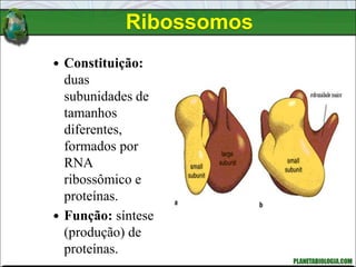 Ribossomos
 Constituição:
duas
subunidades de
tamanhos
diferentes,
formados por
RNA
ribossômico e
proteínas.
 Função: síntese
(produção) de
proteínas.
 
