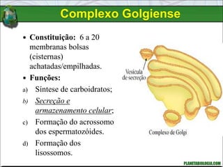 Complexo Golgiense
 Constituição: 6 a 20
membranas bolsas
(cisternas)
achatadas/empilhadas.
 Funções:
a) Síntese de carboidratos;
b) Secreção e
armazenamento celular;
c) Formação do acrossomo
dos espermatozóides.
d) Formação dos
lisossomos.
 