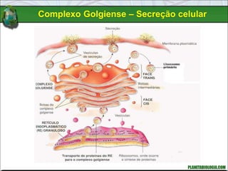 Complexo Golgiense – Secreção celular
 