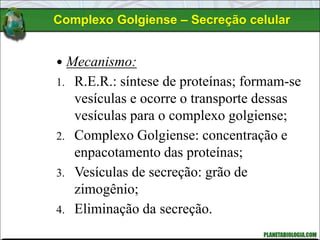  Mecanismo:
1. R.E.R.: síntese de proteínas; formam-se
vesículas e ocorre o transporte dessas
vesículas para o complexo golgiense;
2. Complexo Golgiense: concentração e
enpacotamento das proteínas;
3. Vesículas de secreção: grão de
zimogênio;
4. Eliminação da secreção.
Complexo Golgiense – Secreção celular
 