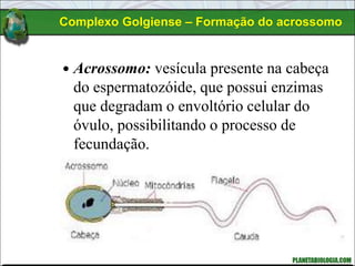  Acrossomo: vesícula presente na cabeça
do espermatozóide, que possui enzimas
que degradam o envoltório celular do
óvulo, possibilitando o processo de
fecundação.
Complexo Golgiense – Formação do acrossomo
 