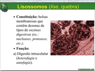 Lisossomos (lise, quebra)
 Constituição: bolsas
membranosas que
contêm dezenas de
tipos de enzimas
digestivas (ex.:
nucleases, proteases,
etc.);
 Função:
a) Digestão intracelular
(heterofagia e
autofagia).
 