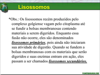 Lisossomos
*Obs.: Os lisossomos recém produzidos pelo
complexo golgiense vagam pelo citoplasma até
se fundir a bolsas membranosas contendo
materiais a serem digeridos. Enquanto essa
fusão não ocorre, eles são denominados
lisossomos primários, pois ainda não iniciaram
sua atividade de digestão. Quando se fundem a
bolsas membranosas com os materiais que serão
digeridos e suas enzimas entram em ação, eles
passam a ser chamados lisossomos secundários.
 
