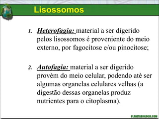 Lisossomos
1. Heterofagia: material a ser digerido
pelos lisossomos é proveniente do meio
externo, por fagocitose e/ou pinocitose;
2. Autofagia: material a ser digerido
provém do meio celular, podendo até ser
algumas organelas celulares velhas (a
digestão dessas organelas produz
nutrientes para o citoplasma).
 
