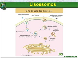 Lisossomos
 