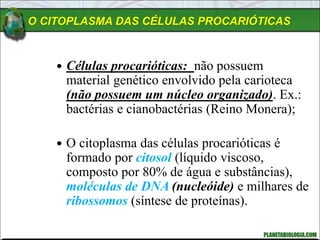 O CITOPLASMA DAS CÉLULAS PROCARIÓTICAS
 Células procarióticas: não possuem
material genético envolvido pela carioteca
(não possuem um núcleo organizado). Ex.:
bactérias e cianobactérias (Reino Monera);
 O citoplasma das células procarióticas é
formado por citosol (líquido viscoso,
composto por 80% de água e substâncias),
moléculas de DNA (nucleóide) e milhares de
ribossomos (síntese de proteínas).
 