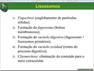 Lisossomos
1) Fagocitose (englobamento de partículas
sólidas);
2) Formação do fagossomo (bolsas
membranosas);
3) Formação do vacúolo digestivo (fagossomo +
lisossomos primários);
4) Formação do vacúolo residual (restos do
processo digestivo);
5) Clasmocitose: eliminação do conteúdo para o
meio extracelular.
 