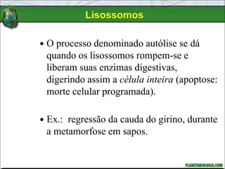  O processo denominado autólise se dá
quando os lisossomos rompem-se e
liberam suas enzimas digestivas,
digerindo assim a célula inteira (apoptose:
morte celular programada).
 Ex.: regressão da cauda do girino, durante
a metamorfose em sapos.
Lisossomos
 