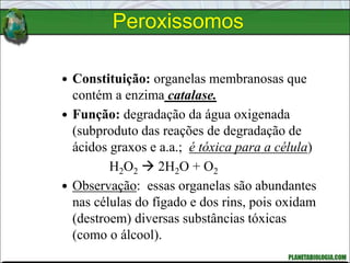 Peroxissomos
 Constituição: organelas membranosas que
contém a enzima catalase.
 Função: degradação da água oxigenada
(subproduto das reações de degradação de
ácidos graxos e a.a.; é tóxica para a célula)
H2O2  2H2O + O2
 Observação: essas organelas são abundantes
nas células do fígado e dos rins, pois oxidam
(destroem) diversas substâncias tóxicas
(como o álcool).
 