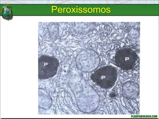 Peroxissomos
 