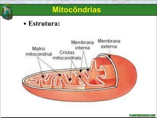 Mitocôndrias
 Estrutura:
 