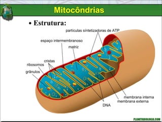 Estrutura:
Mitocôndrias
 