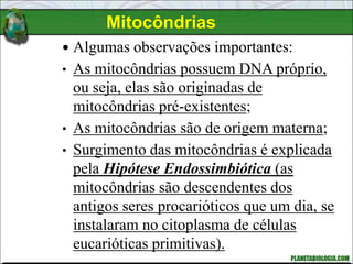 Mitocôndrias
 Algumas observações importantes:
• As mitocôndrias possuem DNA próprio,
ou seja, elas são originadas de
mitocôndrias pré-existentes;
• As mitocôndrias são de origem materna;
• Surgimento das mitocôndrias é explicada
pela Hipótese Endossimbiótica (as
mitocôndrias são descendentes dos
antigos seres procarióticos que um dia, se
instalaram no citoplasma de células
eucarióticas primitivas).
 