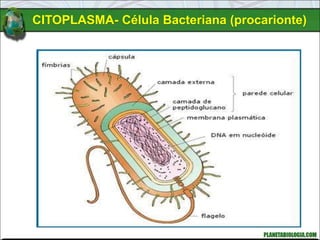CITOPLASMA- Célula Bacteriana (procarionte)
 