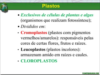 Plastos
 Exclusivos de células de plantas e algas
(organismos que realizam fotossíntese);
 Divididos em:
• Cromoplastos (plastos com pigmentos
vermelhos/amarelos): responsáveis pelas
cores de certas flores, frutos e raízes.
• Leucoplastos (plastos incolores):
armazenam amido em raízes e caules.
• CLOROPLASTOS
 