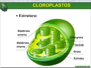 CLOROPLASTOS
 Estrutura:
 