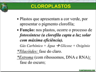 CLOROPLASTOS
 Plastos que apresentam a cor verde, por
apresentar o pigmento clorofila;
 Função: nos plastos, ocorre o processo de
fotossíntese (a clorofila capta a luz solar
com máxima eficiência).
Gás Carbônico + Água  Glicose + Oxigênio
*Tilacóides: fase do claro.
*Estroma (com ribossomos, DNA e RNA):
fase do escuro;
 
