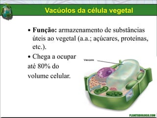 Vacúolos da célula vegetal
 Função: armazenamento de substâncias
úteis ao vegetal (a.a.; açúcares, proteínas,
etc.).
 Chega a ocupar
até 80% do
volume celular.
 