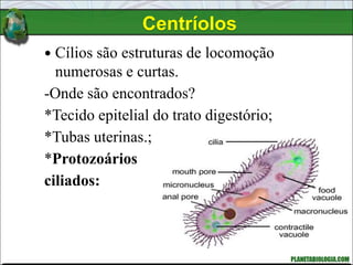  Cílios são estruturas de locomoção
numerosas e curtas.
-Onde são encontrados?
*Tecido epitelial do trato digestório;
*Tubas uterinas.;
*Protozoários
ciliados:
Centríolos
 