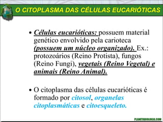 O CITOPLASMA DAS CÉLULAS EUCARIÓTICAS
 Células eucarióticas: possuem material
genético envolvido pela carioteca
(possuem um núcleo organizado). Ex.:
protozoários (Reino Protista), fungos
(Reino Fungi), vegetais (Reino Vegetal) e
animais (Reino Animal).
 O citoplasma das células eucarióticas é
formado por citosol, organelas
citoplasmáticas e citoesqueleto.
 